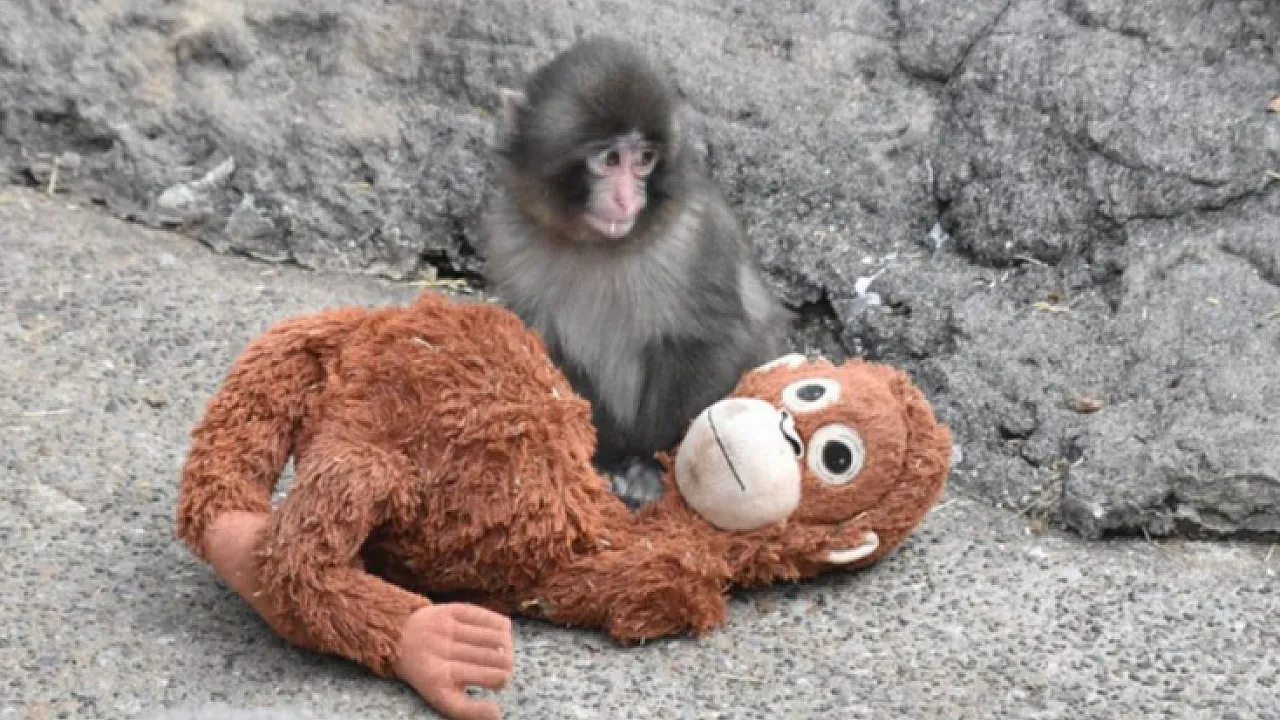 Punch maymun kimdir, hikayesi nedir, hangi ülkede yaşıyor ve sahiplenildi mi? Punch maymun kimdir, hikayesi nedir, hangi ülkede yaşıyor ve sahiplenildi mi?